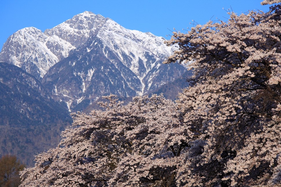 真原の桜と甲斐駒ヶ岳